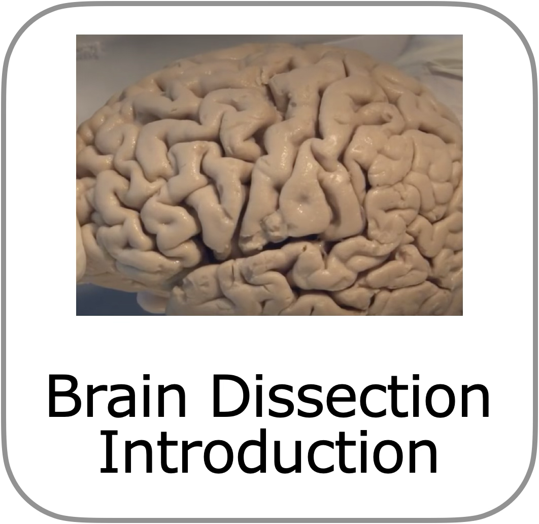 to dissectie introductie