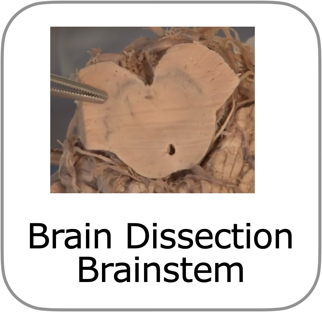 to dissectie introductie