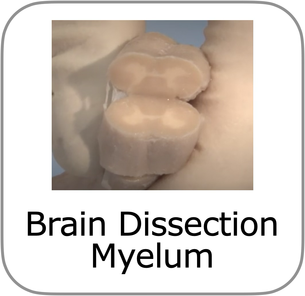 to dissectie introductie