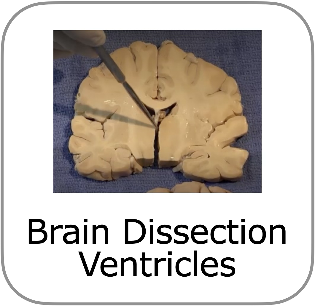 to dissectie introductie